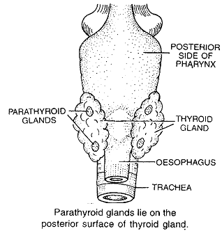 1608_parathyroid gland.png